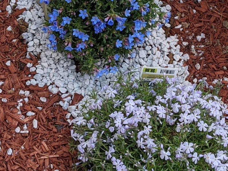 Happy Spring in our flower garden!